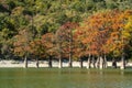 The magnificent autumn red and orange needles of the group of cypresses Taxodium distichum on the lake in Sukko near the city of A