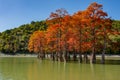 The magnificent autumn red and orange needles of the group of cypresses Taxodium distichum on the lake in Sukko