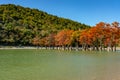 The magnificent autumn red and orange needles of the group of cypresses Taxodium distichum on the lake in Sukko