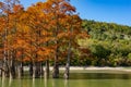 The magnificent autumn red and orange needles of the group of cypresses Taxodium distichum on the lake in Sukko