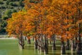 The magnificent autumn red and orange needles of the group of cypresses Taxodium distichum on the lake in Sukko