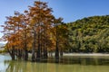 The magnificent autumn red and orange needles of the group of cypresses Taxodium distichum on the lake in Sukko