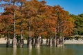 The magnificent autumn red and orange needles of the group of cypresses Taxodium distichum on the lake in Sukko near the city of A