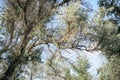 A magnificent background made of the crown of a huge silver Loch tree with pieces of blue sky peeking through the leaves