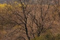 A magnificent background made of the crown of a huge tree. A beautiful huge tree with a trunk, branches and yellow