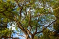 A magnificent background made of the crown of a huge tree with pieces of blue sky peeking through the leaves. A huge