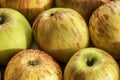 Magnificent background with mature village apples. Royalty Free Stock Photo