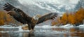 A Bald Eagle soars above water with wings outstretched in natural landscape Royalty Free Stock Photo