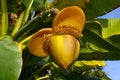 Magnificent banana with blossom