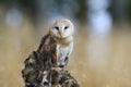 Magnificent Barn Owl perched on a stump in the forest (Tyto alba) . Western barn owl in the nature habitat.