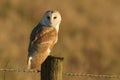 A magnificent Barn Owl Tyto alba perched on a wooden post on a sunny winters morning. Royalty Free Stock Photo