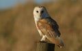 A magnificent Barn Owl Tyto alba perched on a wooden post on a sunny winters morning. Royalty Free Stock Photo