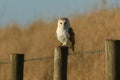 A magnificent Barn Owl Tyto alba perched on a wooden post on a sunny winters morning. Royalty Free Stock Photo