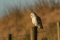 A magnificent Barn Owl Tyto alba perched on a wooden post on a sunny winters morning. Royalty Free Stock Photo