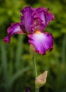 Magnificent Bearded Iris Flower After Rain Royalty Free Stock Photo