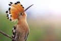 Magnificent bird with bangs sunny hotspot