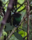 Magnificent bird-of-paradise in Arfak mountains in West Papua