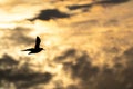 Magnificent bird soaring through the sky at the end of a beautiful sunset