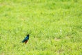 Magnificent bird Starling Superb starling The splendid Starling in South Africa
