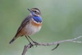 magnificent bird with vivid orange and fresh blue feathers on its chest proudly perching on thin branch, male of bluethroat