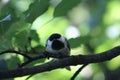 a magnificent black-capped chickadee preparing to take flight Royalty Free Stock Photo