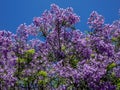 Magnificent blooming Jacaranda tree on Tenerife Royalty Free Stock Photo