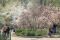 Magnificent blooming of magnolia in spring.