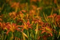 Magnificent blooms of Tiger Lily flower bed. Royalty Free Stock Photo