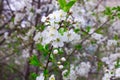 Magnificent blossom of a cherry in the spring. white beautiful flowers on the branches of a bush. flowers, buds, green leaves