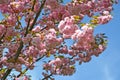 Magnificent blossoming of an Oriental cherry Prunus serrulata Lindl