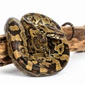 Coiled Borneo Short-tailed Python on a Branch Royalty Free Stock Photo