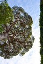 Magnificent bottom view of the trunk and transparent crown of a tall pine tree, on the blue sky with dense clouds and a strip of