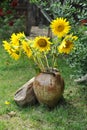 Magnificent bouquet of vivid sunflowers in antique clay pot outdoors near a rock on green grass. Clay flowerpot with sunflowers Royalty Free Stock Photo