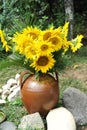 Magnificent bouquet of vivid sunflowers in antique clay pot outdoors near a rock on green grass. Clay flowerpot with sunflowers Royalty Free Stock Photo