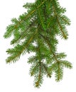 Magnificent branches of a Christmas tree isolated. New Year`s decor. Traditions. Green branch of pine