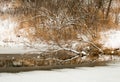 Magnificent Branches Snowy Winter Pond Reflection