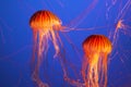 Magnificent bright exotic jellyfishes