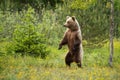Magnificent brown bear standing erect in forest in summer.