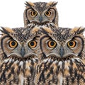 Magnificent Bubo bubo The Ultimate Predato Royalty Free Stock Photo