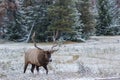 Magnificent bull elk walking in snow covered meadow Royalty Free Stock Photo