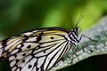 A magnificent butterfly of the white tree nymph sits in front of a green background on a leaf in the tropical rain forest in close Royalty Free Stock Photo