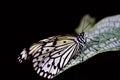 A magnificent butterfly of the white tree nymph sits isolated against a black background on a leaf in close-up with space for text Royalty Free Stock Photo