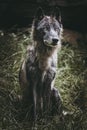 Portrait of a Canadian wolf with gray and brown fur