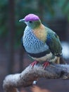 Radiant Superb Fruit-Dove with Bright Vibrant Plumage.