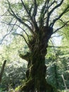 Magnificent century-old oak tree in the Creuse