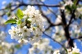 Magnificent cherry flower