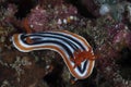 Magnificent Chromodoris, Chromodoris magnifica