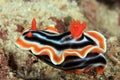 Chromodoris magnifica