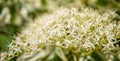Magnificent close-up on flowering filigree bush