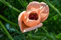 Magnificent closeup shot of a pink oriental poppy. Top view Royalty Free Stock Photo